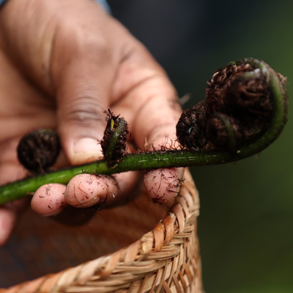 Foraging native plants in the Waitākere Ranges